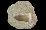 Mosasaur (Prognathodon) Tooth In Rock - Feeding Damage #96165-1